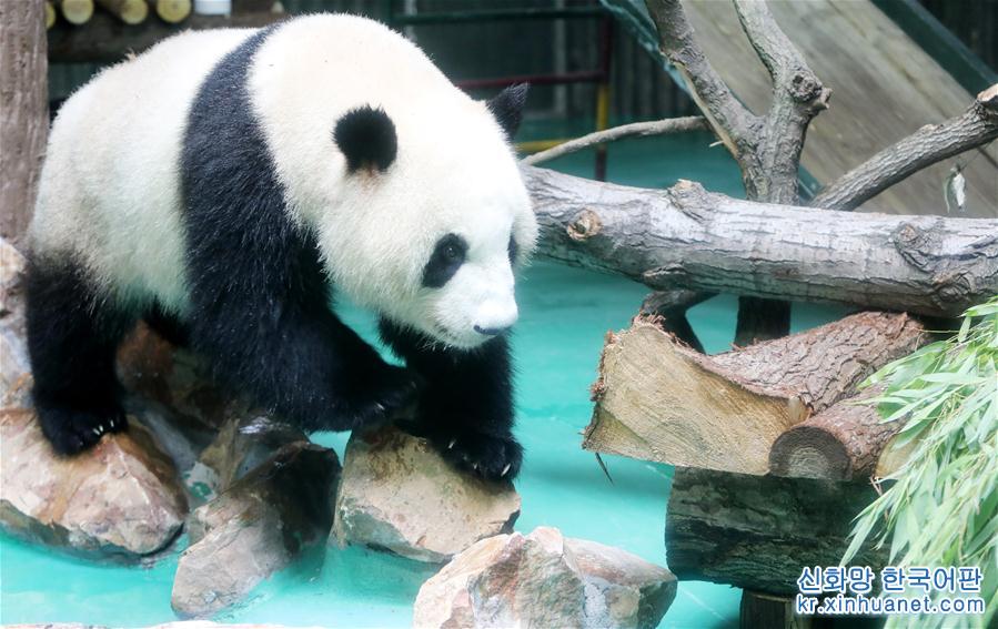 （社会）（5）大熊猫“风光兄弟”光临上海