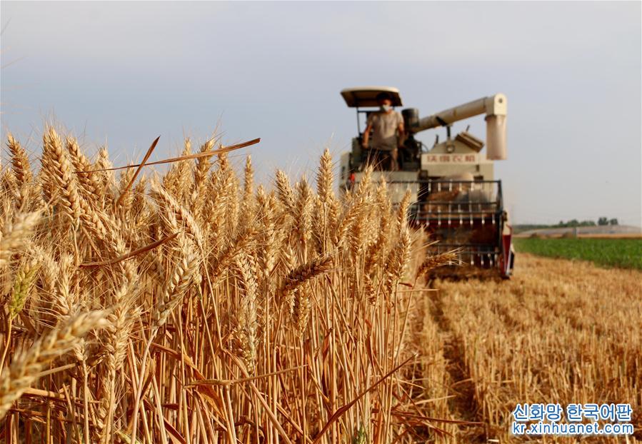 #（经济）（1）全国小麦机收率96%创新高