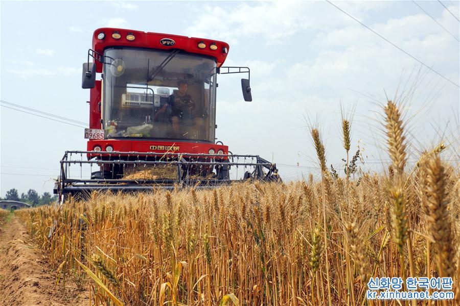 #（经济）（3）全国小麦机收率96%创新高