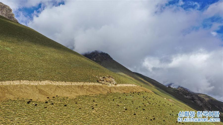 （環境）（4）新疆塔什庫爾幹：“雲端牧場”生態美