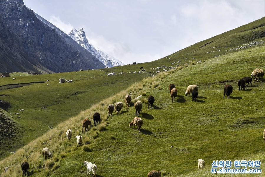 （环境）（2）新疆塔什库尔干：“云端牧场”生态美