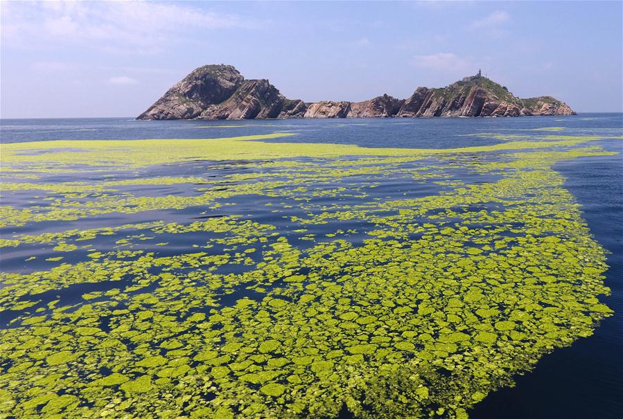 （环境）（7）黄海海域浒苔分布面积超过5万平方公里