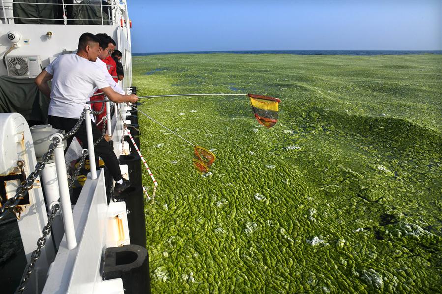 （環境）（5）黃海海域滸苔分佈面積超過5萬平方公里