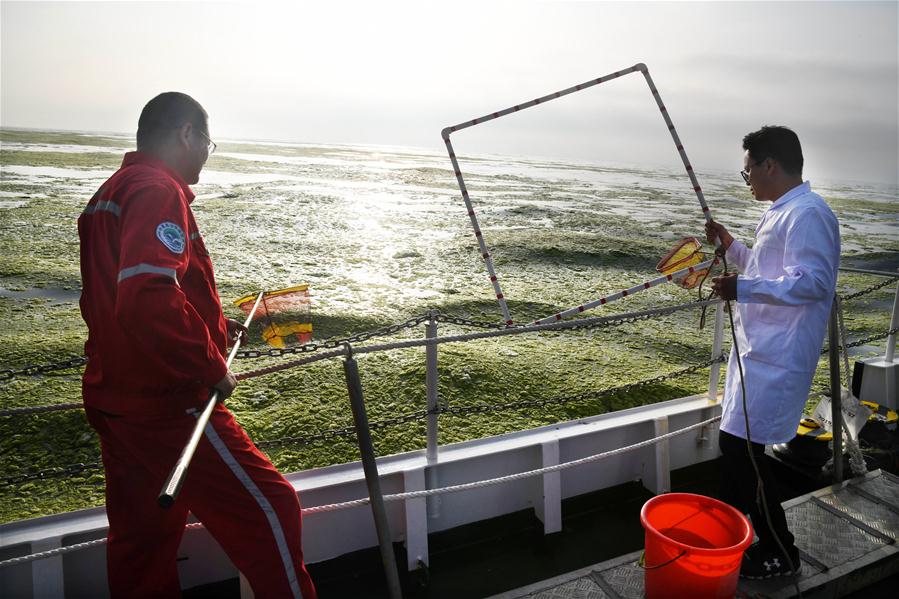 （环境）（6）黄海海域浒苔分布面积超过5万平方公里
