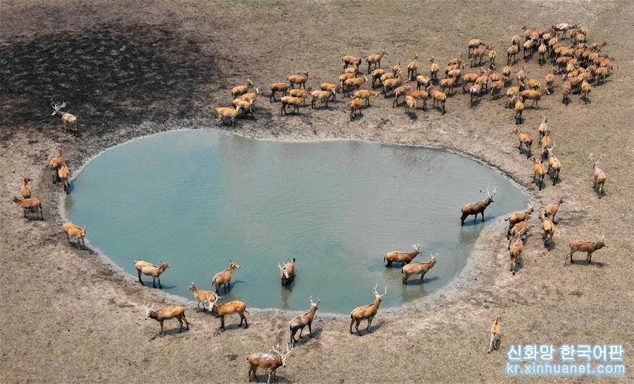 （环境）（1）江苏大丰麋鹿种群总数已超5000头