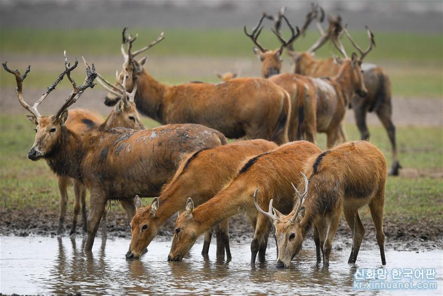 （环境）（2）江苏大丰麋鹿种群总数已超5000头