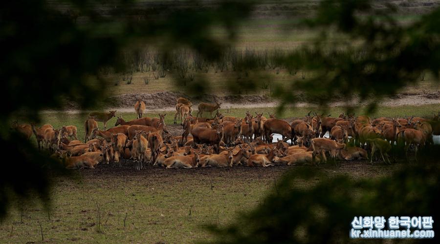 （环境）（3）江苏大丰麋鹿种群总数已超5000头