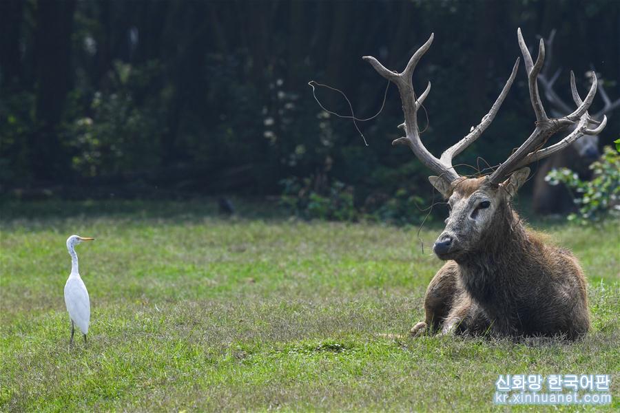 （环境）（8）江苏大丰麋鹿种群总数已超5000头