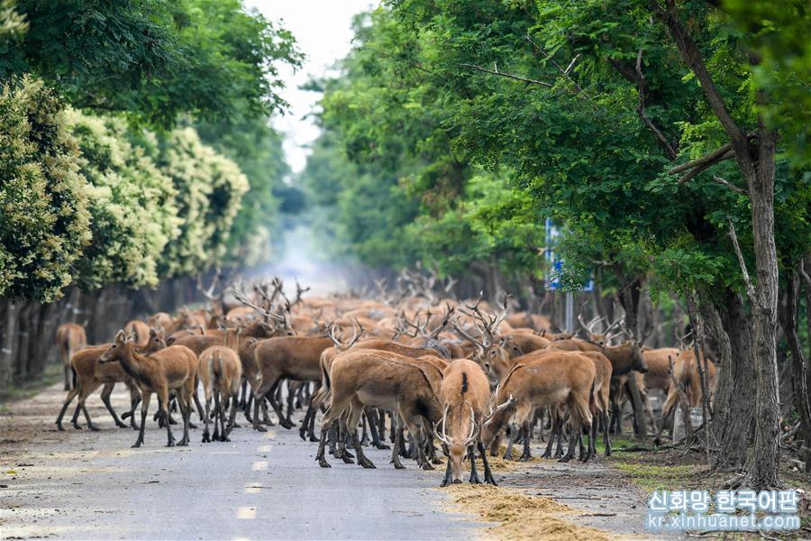（环境）（9）江苏大丰麋鹿种群总数已超5000头