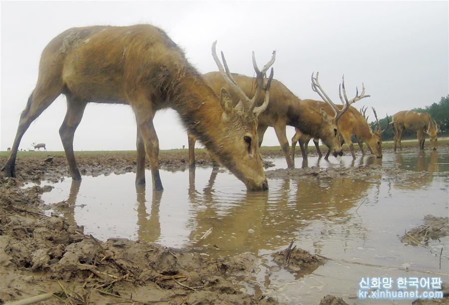 （环境）（14）江苏大丰麋鹿种群总数已超5000头