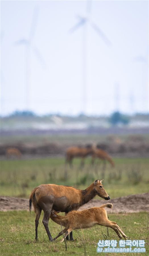 （环境）（15）江苏大丰麋鹿种群总数已超5000头