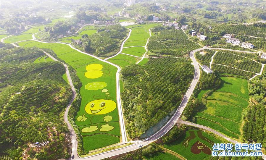 （美丽中国）（2）重庆忠县：彩色稻田扮靓美丽乡村