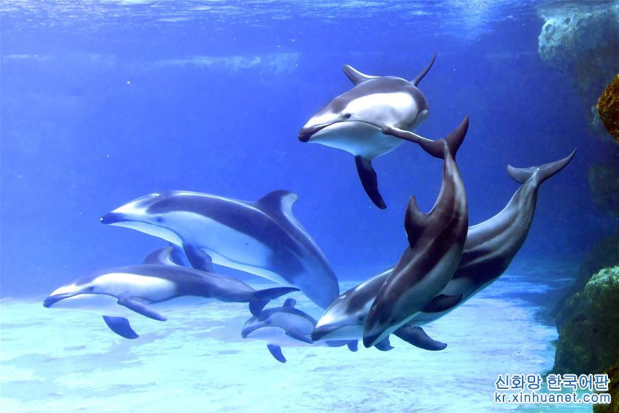 （社会）（1）珠海长隆海洋王国三头新生太平洋白边海豚宝宝首次亮相