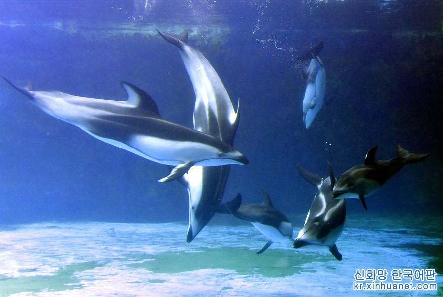 （社会）（3）珠海长隆海洋王国三头新生太平洋白边海豚宝宝首次亮相