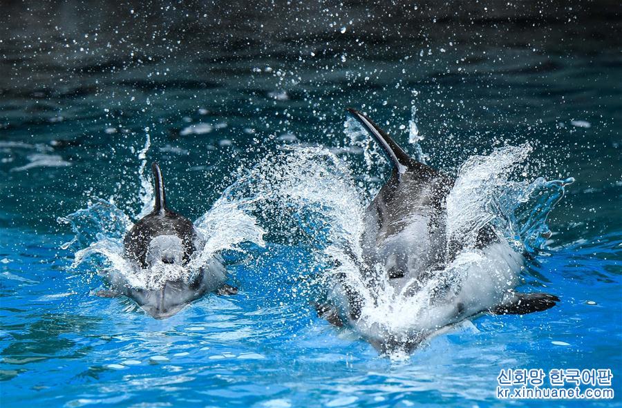 （社会）（5）珠海长隆海洋王国三头新生太平洋白边海豚宝宝首次亮相