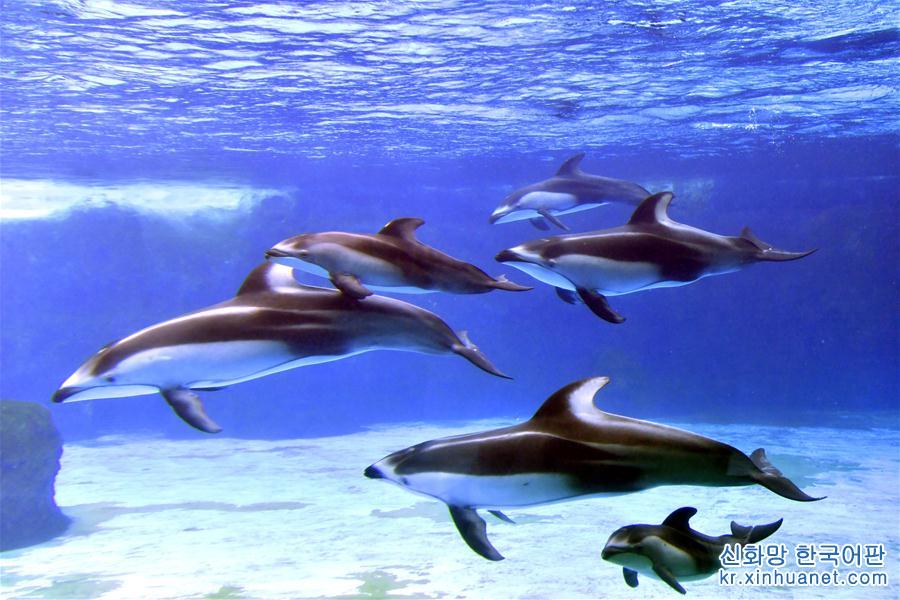 （社会）（2）珠海长隆海洋王国三头新生太平洋白边海豚宝宝首次亮相