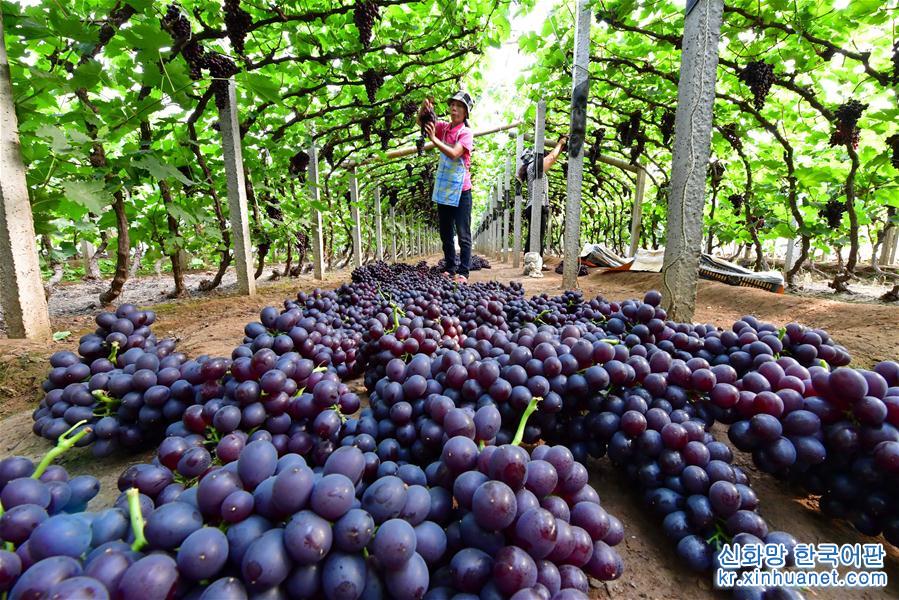 （經濟）（1）河北唐山：葡萄採摘忙