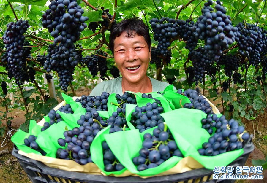 （经济）（3）河北唐山：葡萄采摘忙