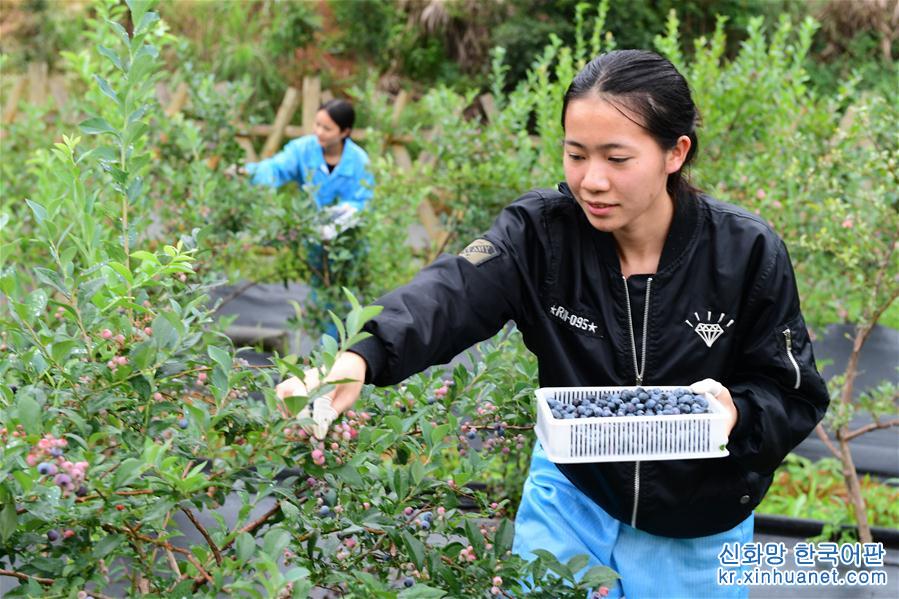 （經濟）（1）貴州麻江：加快藍莓産業發展富民興縣