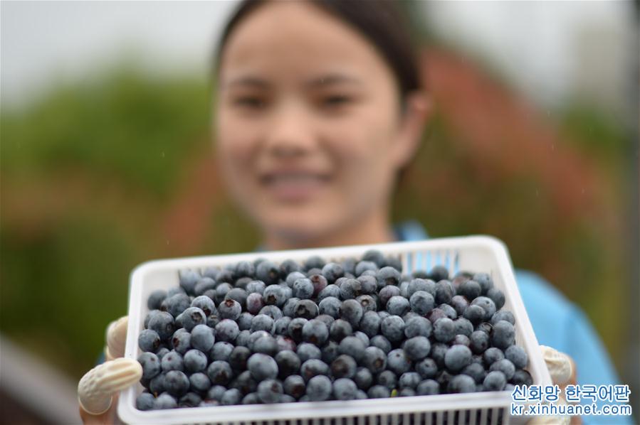 （经济）（2）贵州麻江：加快蓝莓产业发展富民兴县