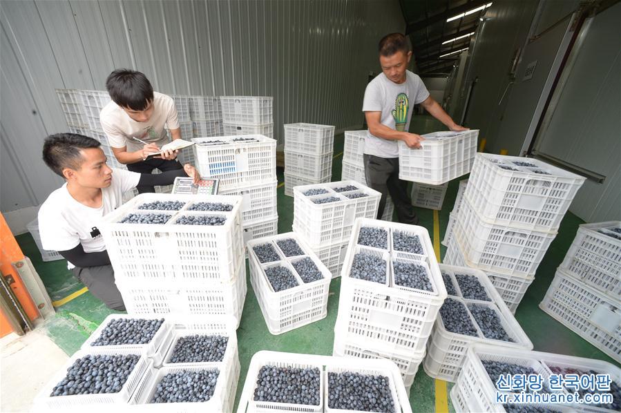 （经济）（3）贵州麻江：加快蓝莓产业发展富民兴县