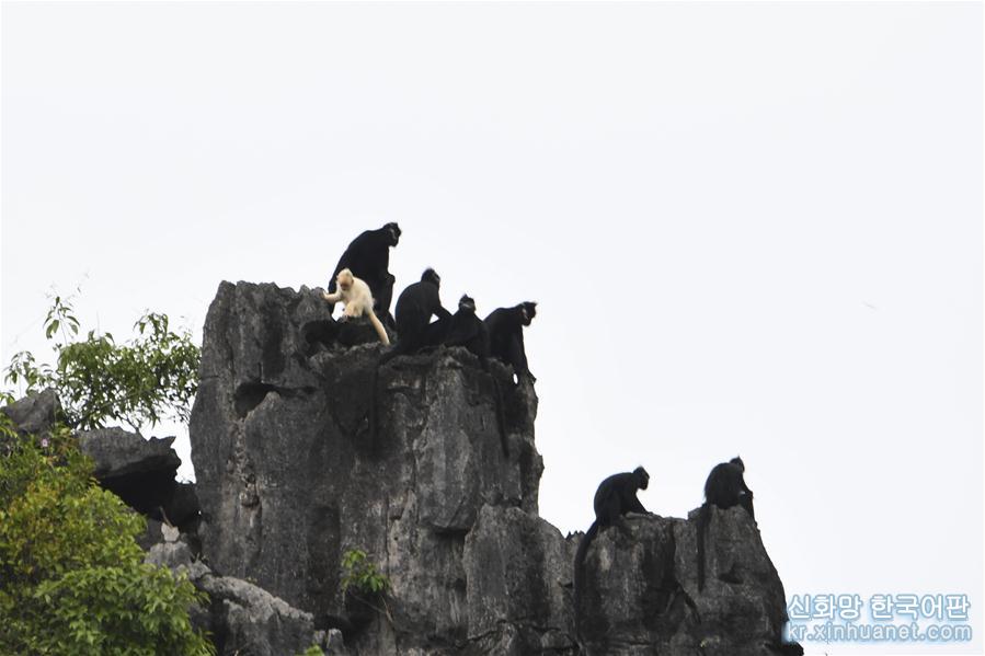 （环境）（4）广西再次发现白化黑叶猴