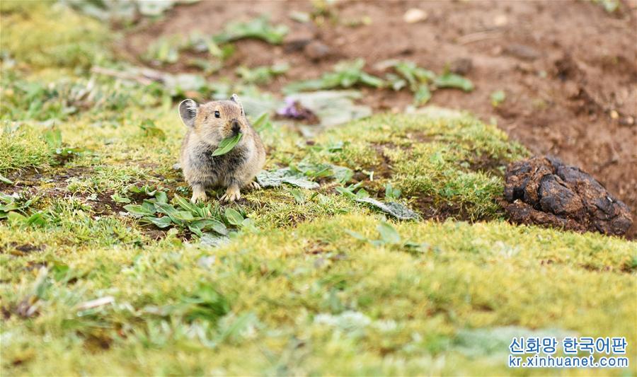 （环境）（1）高原鼠兔：青藏高原特有的小精灵