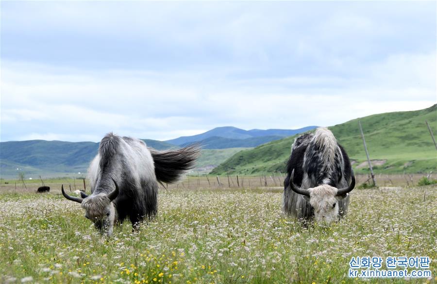 （經濟）（1）四川藏鄉牦牛産業升級助牧民增收