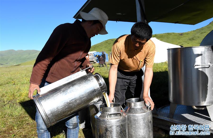 （经济）（3）四川藏乡牦牛产业升级助牧民增收