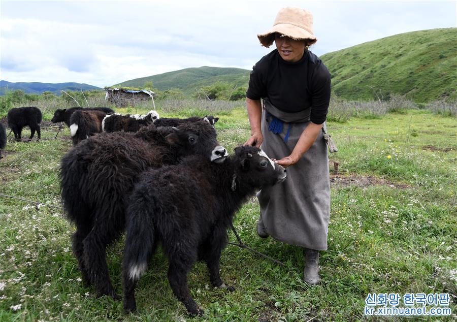 （经济）（2）四川藏乡牦牛产业升级助牧民增收