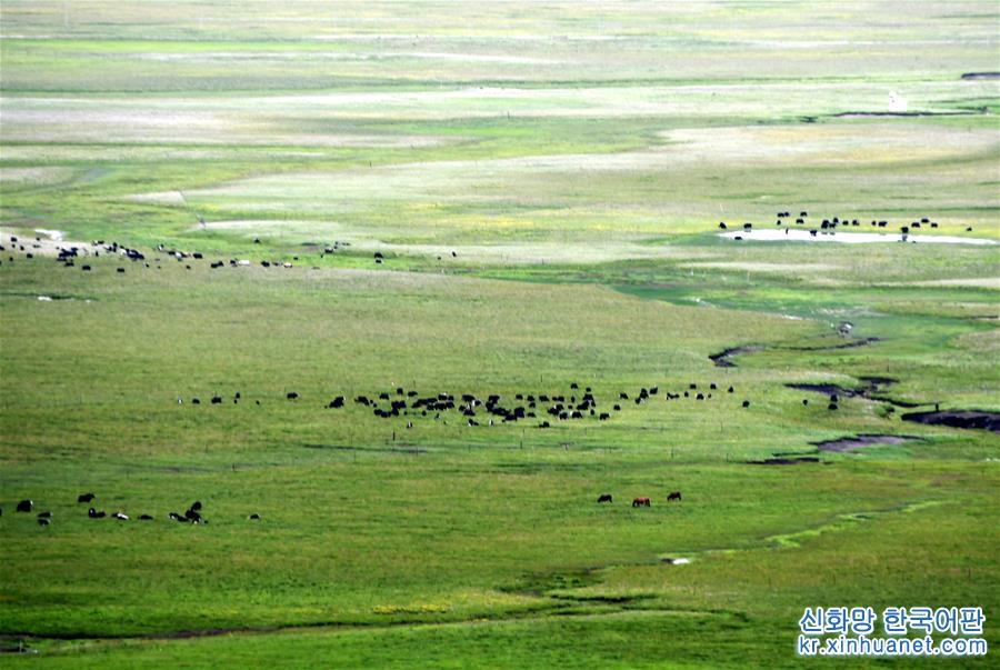 （經濟）（7）四川藏鄉牦牛産業升級助牧民增收