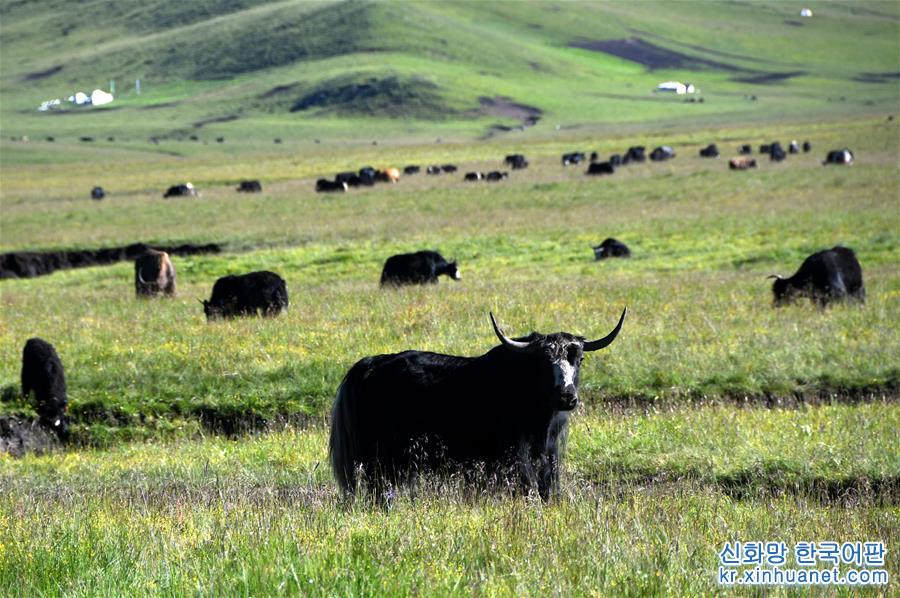 （经济）（6）四川藏乡牦牛产业升级助牧民增收