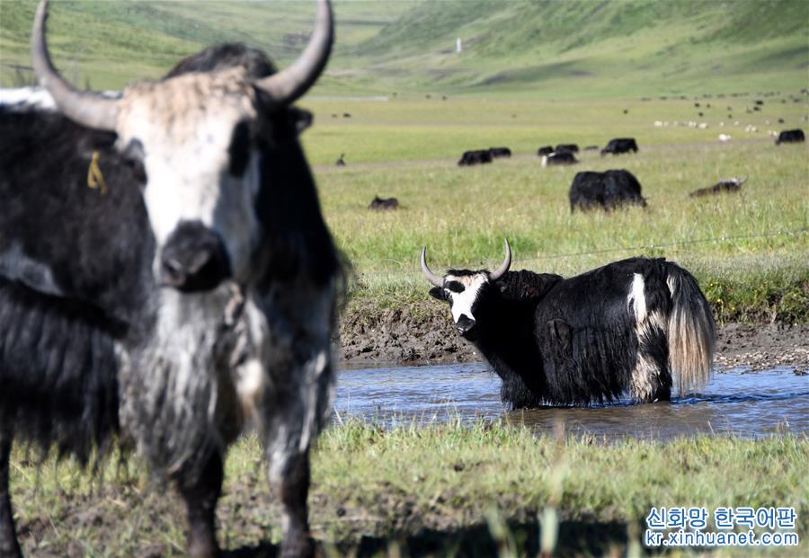 （經濟）（9）四川藏鄉牦牛産業升級助牧民增收