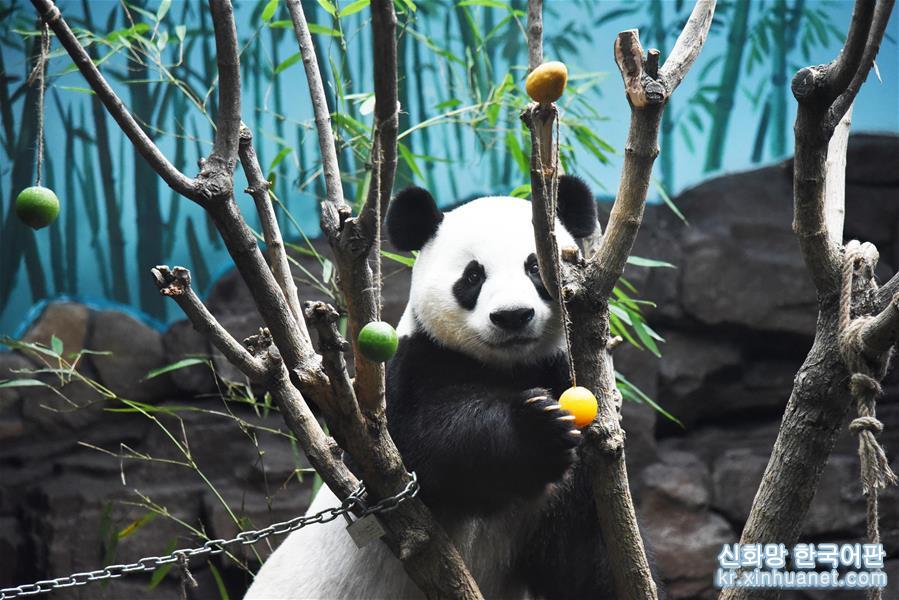 （社会）（1）大熊猫：空调房里乐享清凉一夏