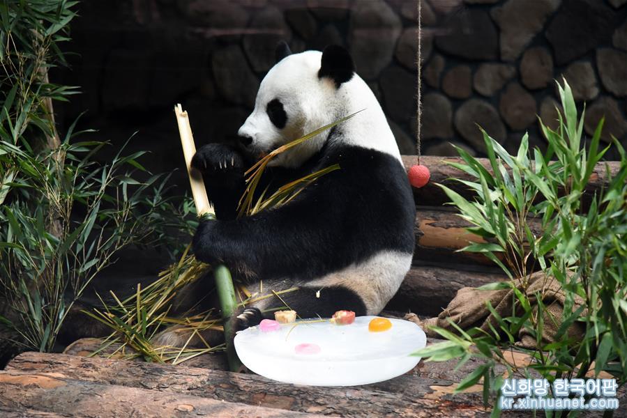 （社会）（7）大熊猫：空调房里乐享清凉一夏