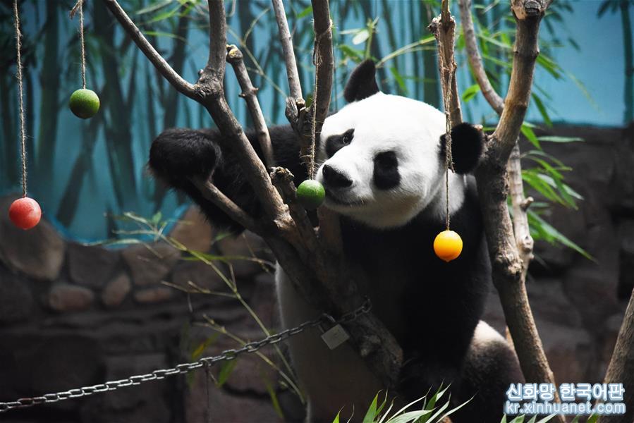 （社会）（3）大熊猫：空调房里乐享清凉一夏