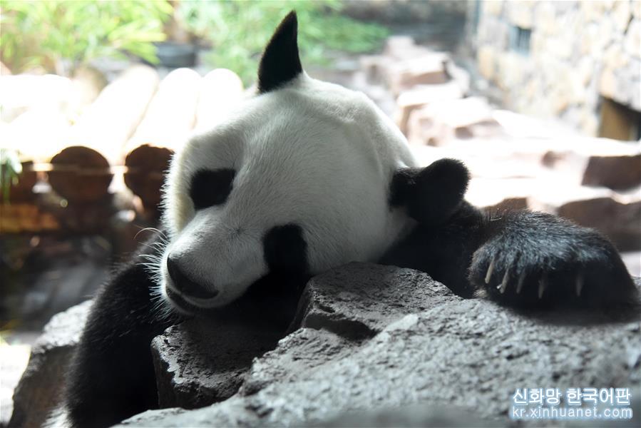 （社会）（11）大熊猫：空调房里乐享清凉一夏