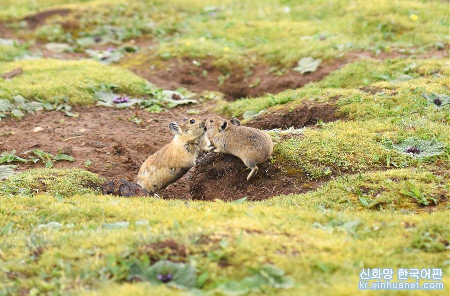 （镜观中国·新华社国内新闻照片一周精选）（7）高原鼠兔：青藏高原特有的小精灵