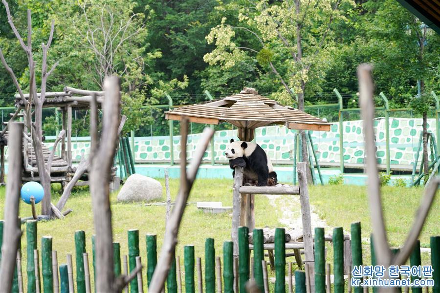 （社会）（1）大熊猫姐弟北上 “乐不思蜀”