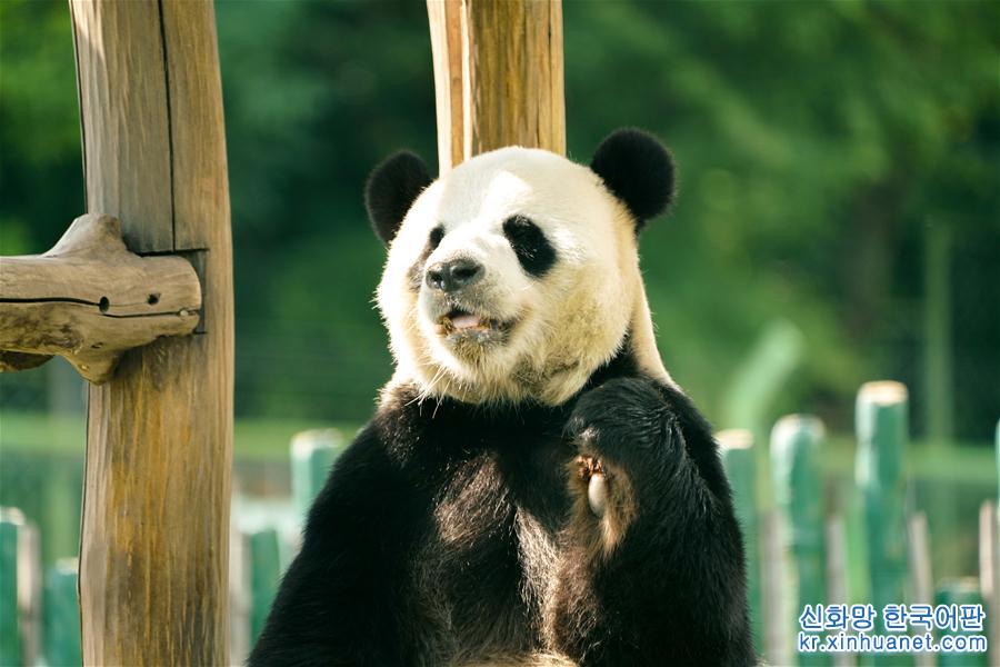 （社会）（2）大熊猫姐弟北上 “乐不思蜀”
