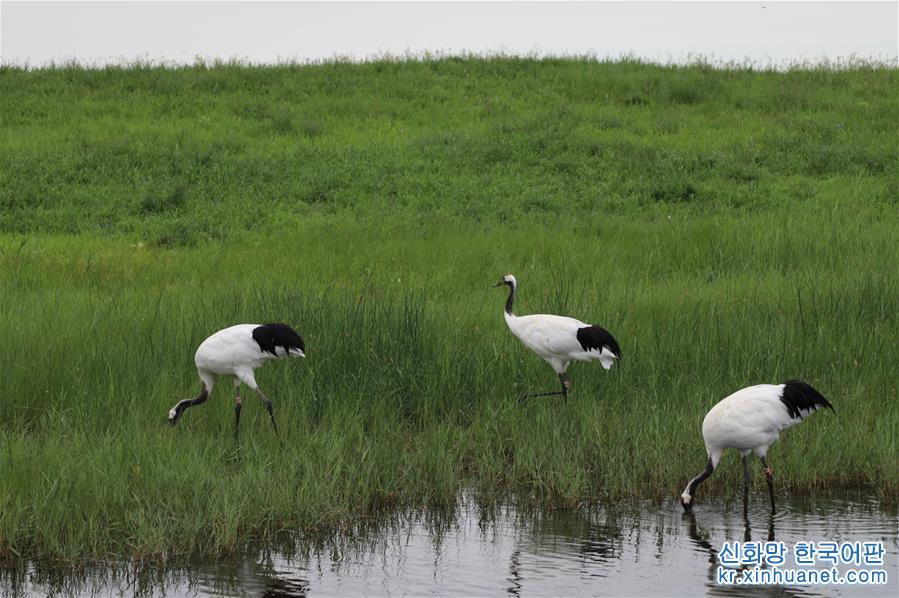 （环境）（1）齐齐哈尔：扎龙湿地 鹤舞翩翩