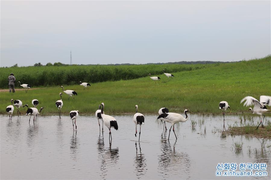 （环境）（3）齐齐哈尔：扎龙湿地 鹤舞翩翩