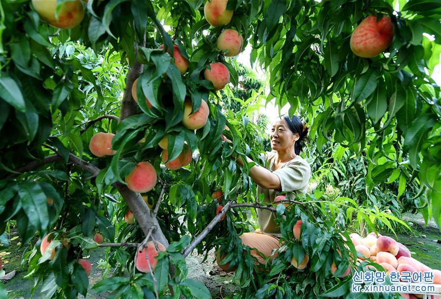 （经济）（1）河北乐亭：鲜桃产业“映红”乡村经济