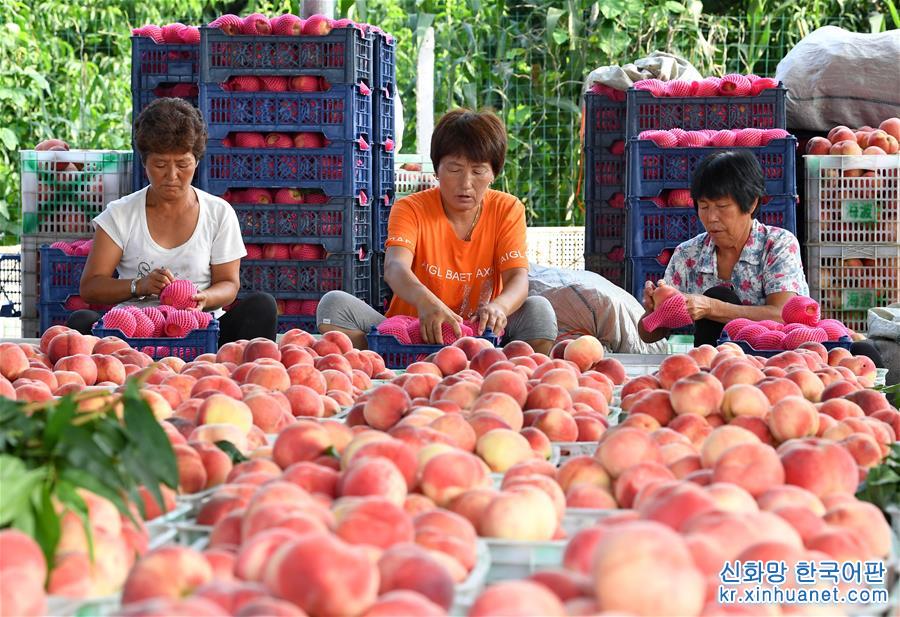 （经济）（3）河北乐亭：鲜桃产业“映红”乡村经济