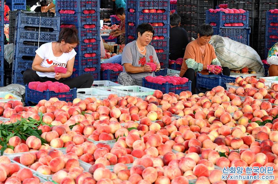 （经济）（4）河北乐亭：鲜桃产业“映红”乡村经济