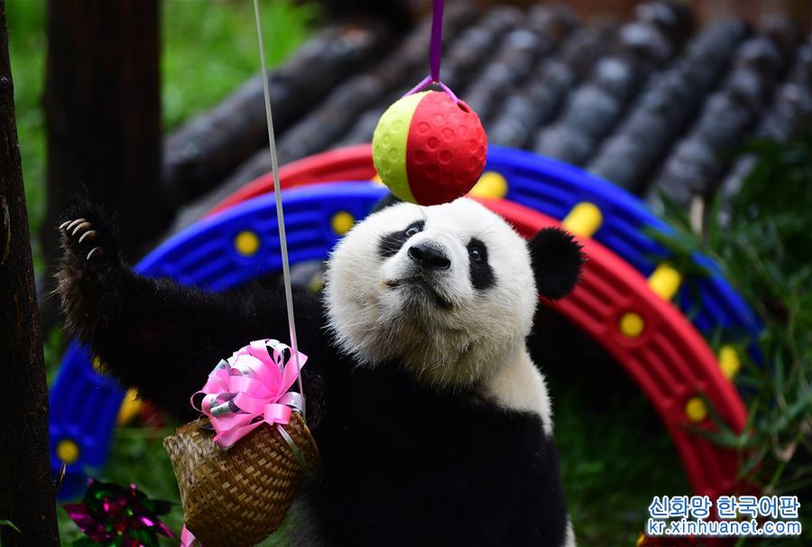 （社会）（3）大熊猫“初心”迎来3岁生日