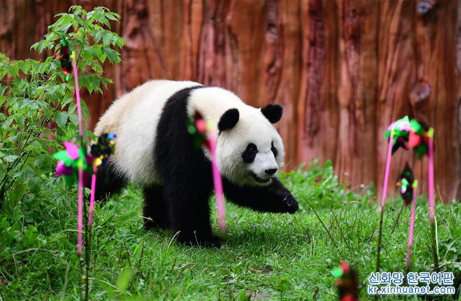 （社会）（1）大熊猫“初心”迎来3岁生日