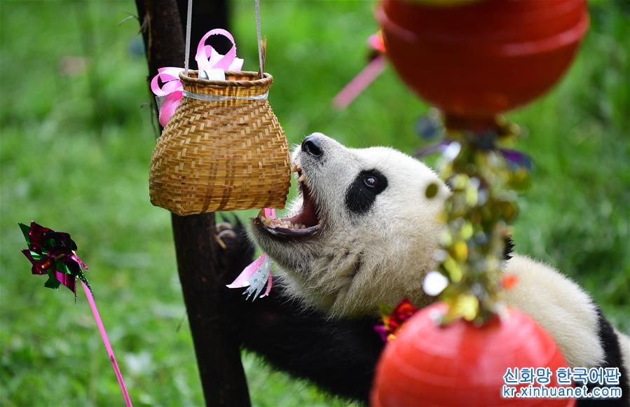 （社会）（2）大熊猫“初心”迎来3岁生日