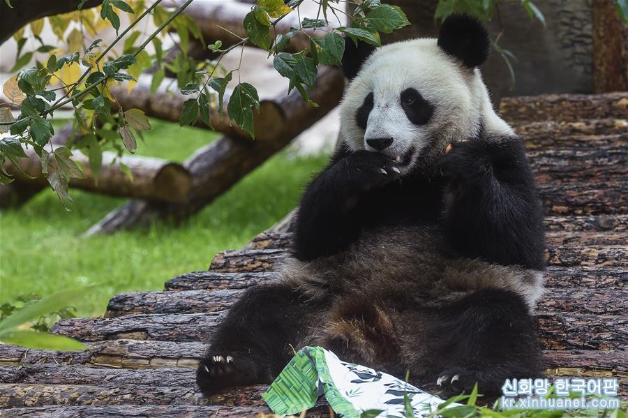 （國際）（1）莫斯科動物園為大熊貓“如意”和“丁丁”慶生