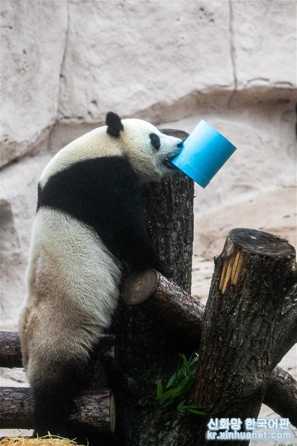 （国际）（6）莫斯科动物园为大熊猫“如意”和“丁丁”庆生
